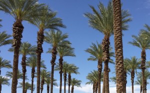 Blue skies and lots and lots of palm trees.
