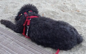 Rigby is the only one enjoying the sand.