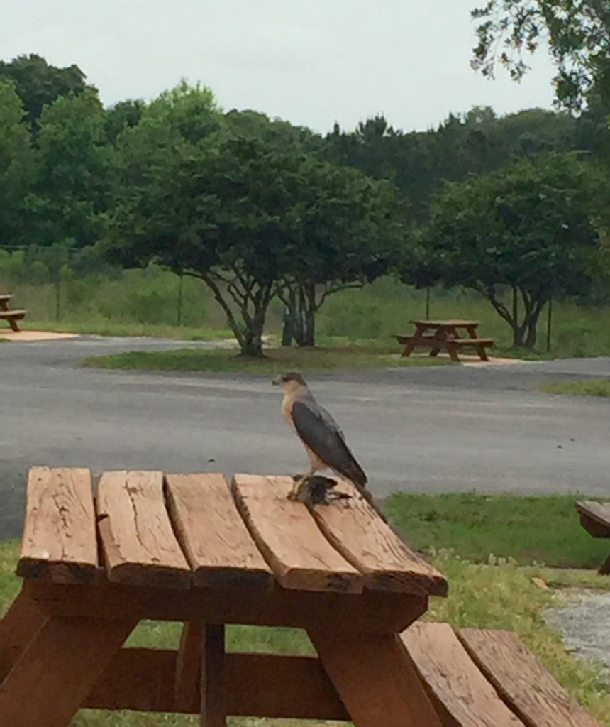 Hawk with prey at Lazy Days RV Florida