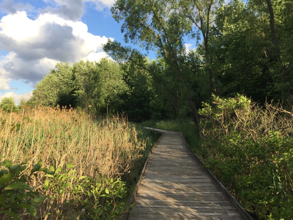 Boardwalk at Maumee Bay State Park