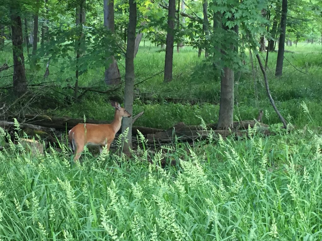Deer at Maumee Bay State Park