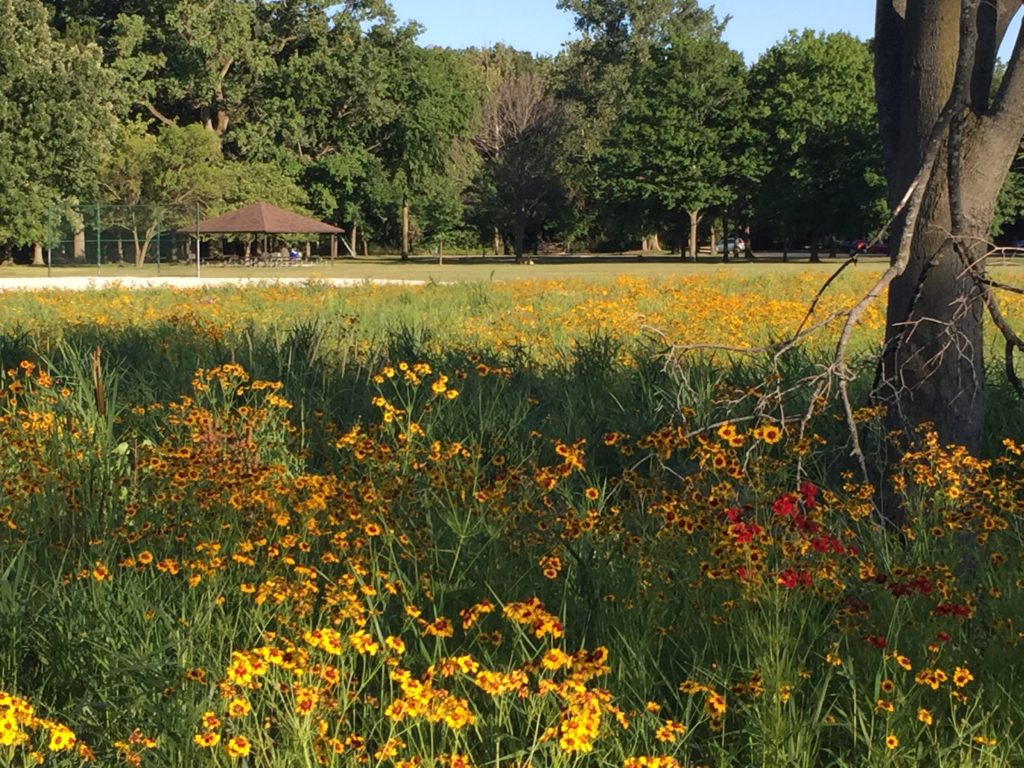 Wildflowers at Pearson Metropark