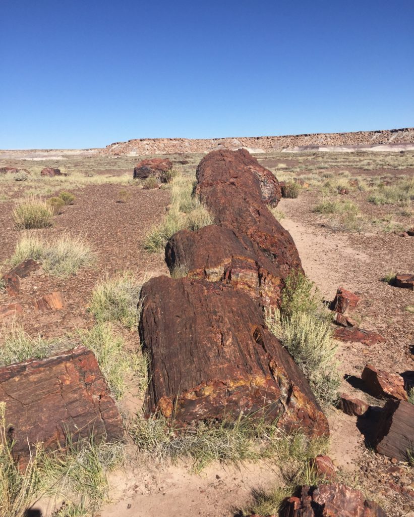 Petrified trees