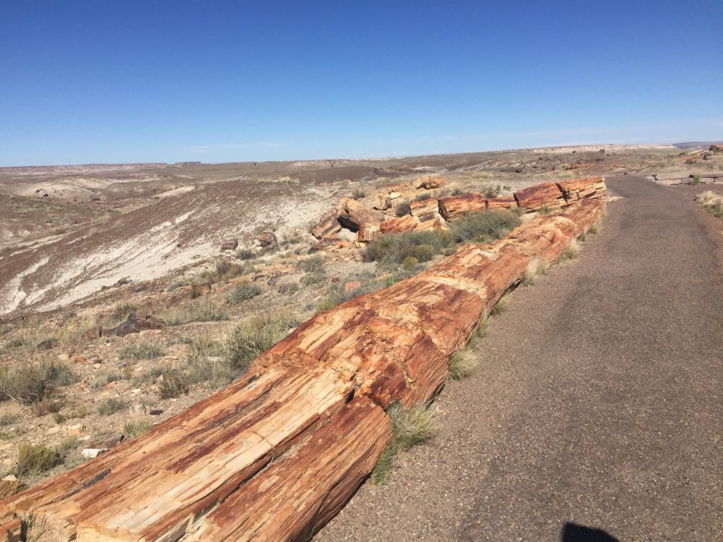 Gigantic petrified tree