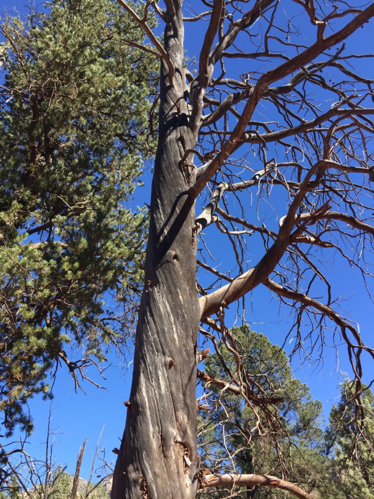 Twisted Tree in Vortex