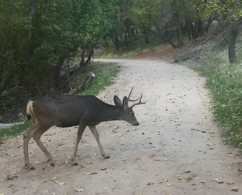 Mule Deer at Zion