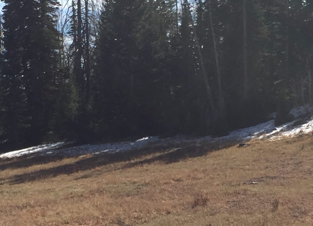 Snow at elevation of 11,000