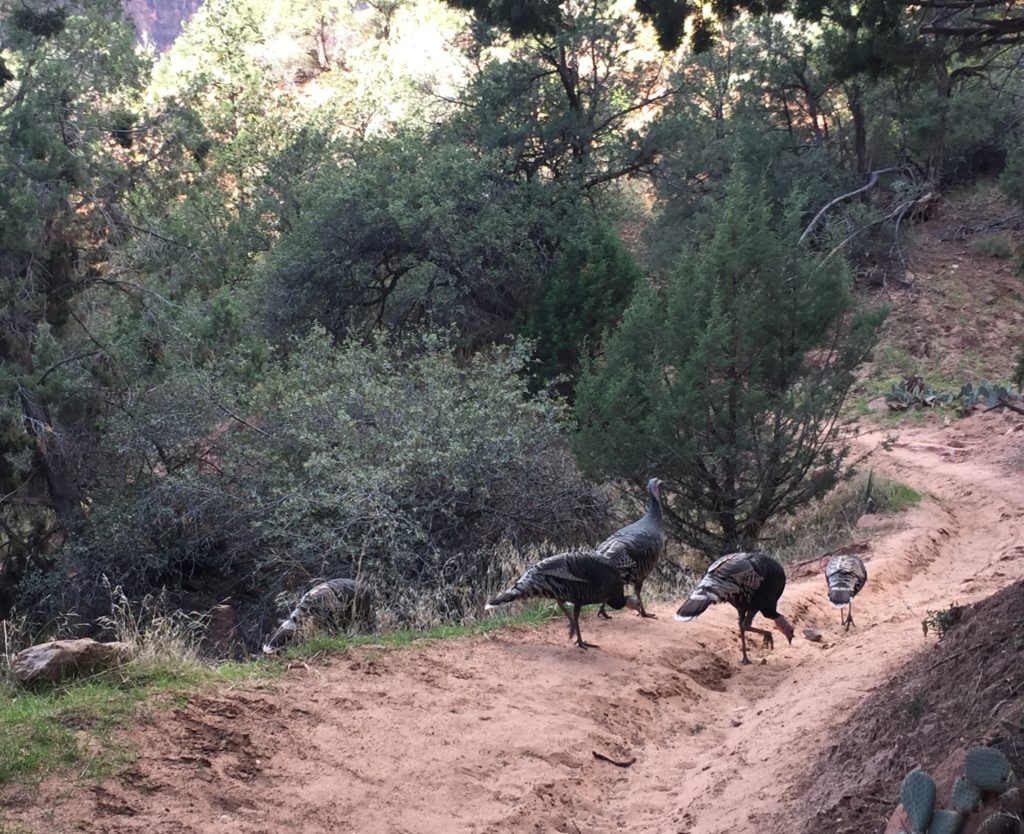 Hiking with wild turkeys at Zion