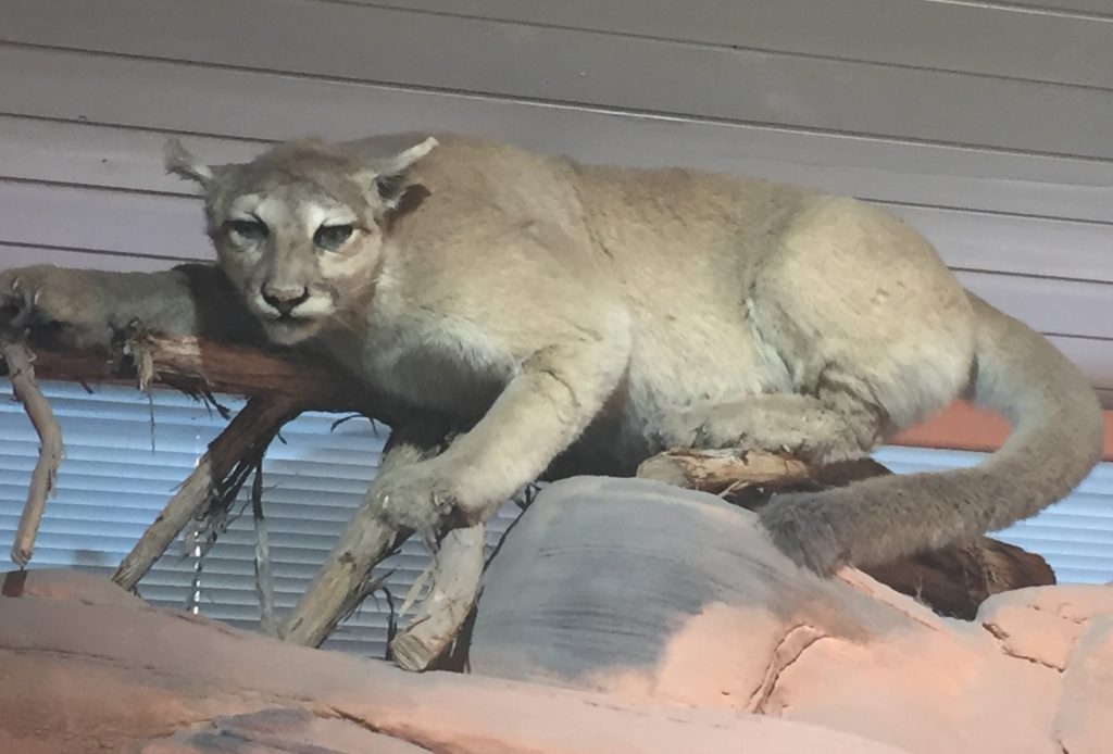 Mounted Mountain Lion Valley of Fire Visitor's Center 