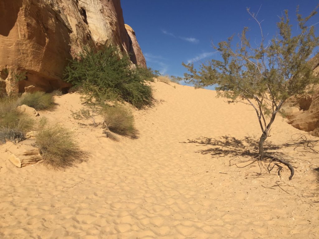 Sandy, sandy White Dome Trail