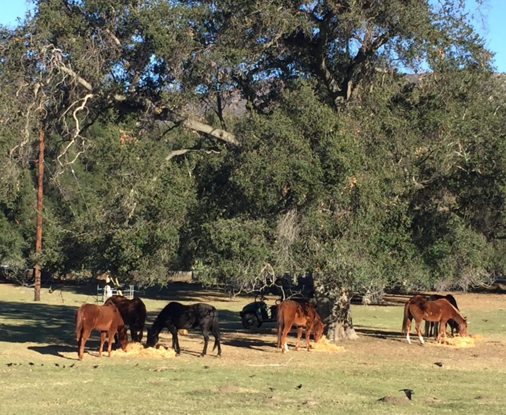 Horses at Pala RV Resort