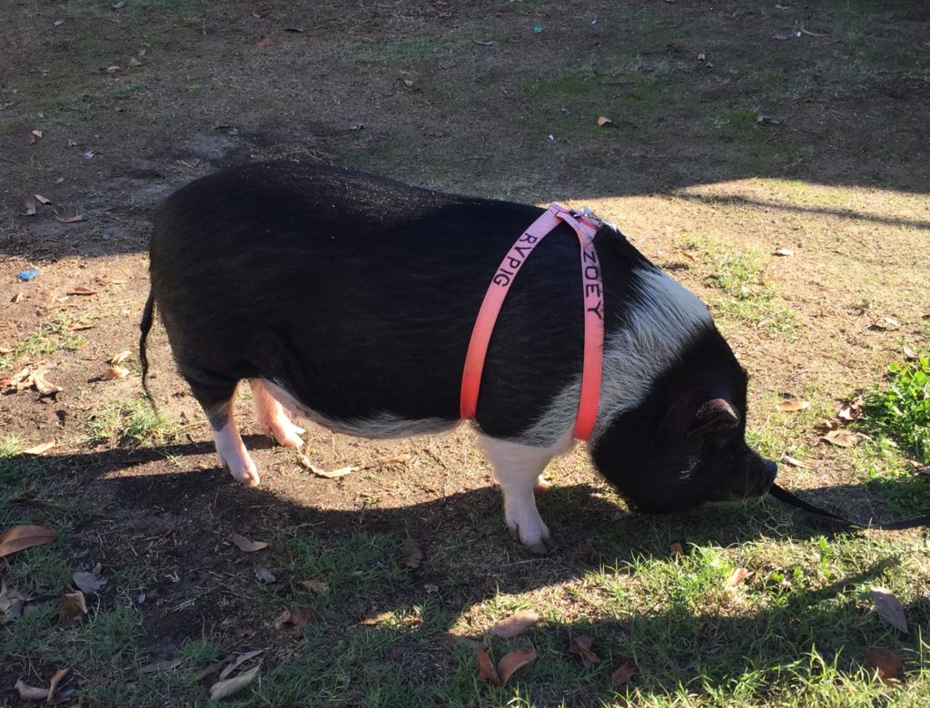 Zoey the RV Pig at Mission Bay