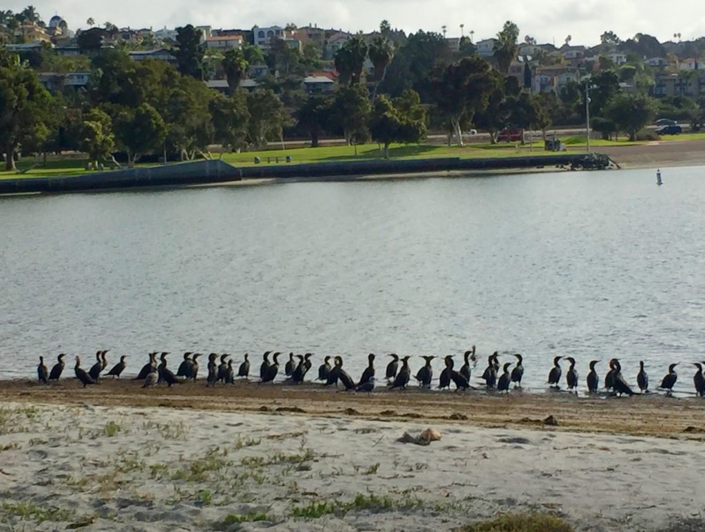 Ducks in a row at Mission Bay