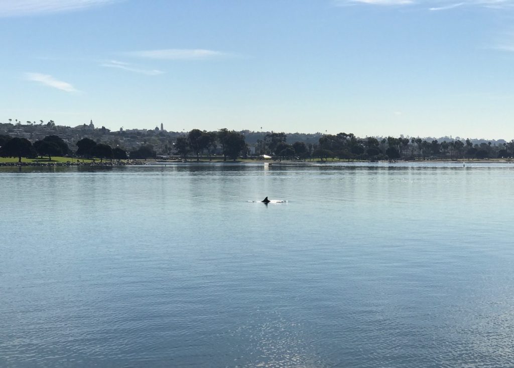 Dolphin spotted at Mission Bay