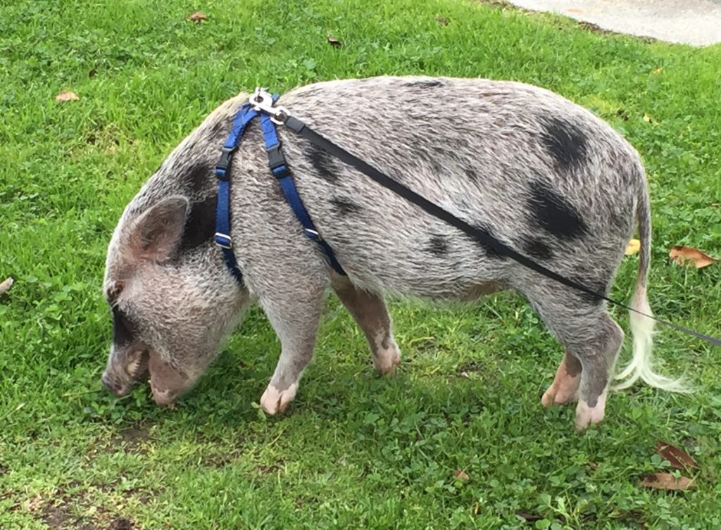 Ruxin the Vietnamese mini pig