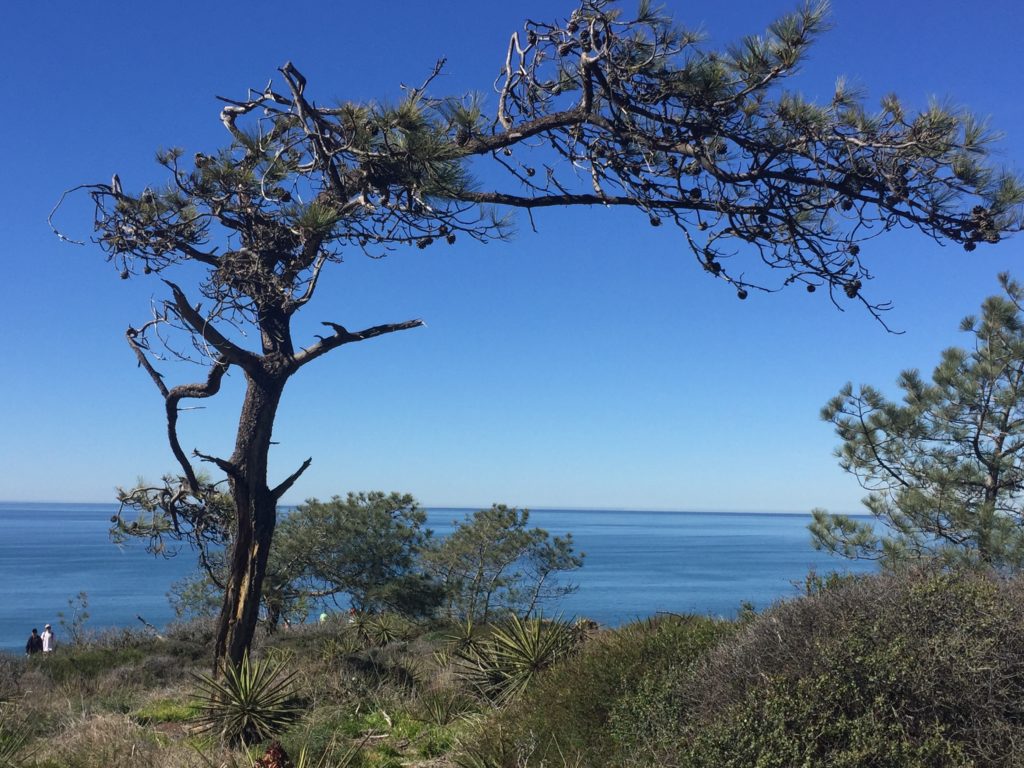 A Torrey Pine tree