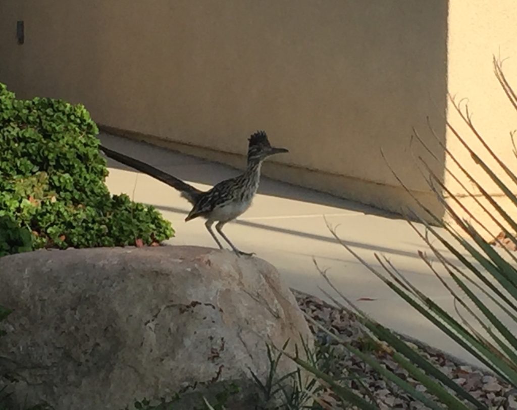 Neighborhood Roadrunner